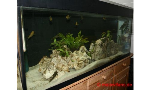 Malawi Mbuna Artbecken 240l
